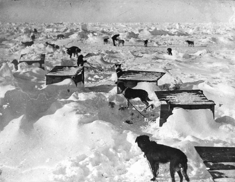 Экспедиция Шеклтона в Антарктиду: одна из величайших историй выживания, 1914-1917 гг