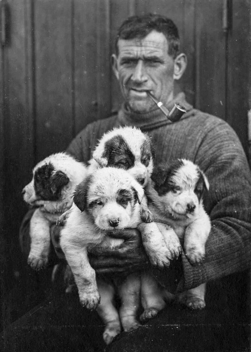 Второй помощник Том Крин со щенками ездовых собак
