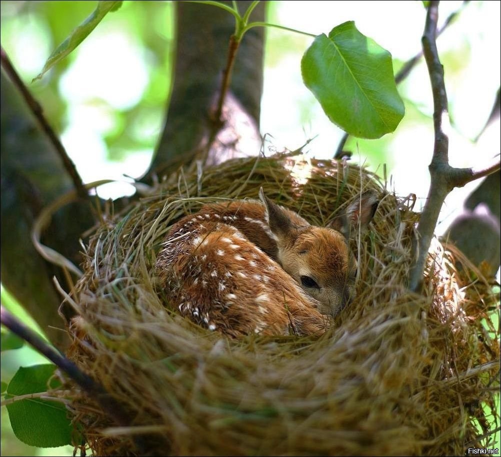 Птичье гнездо в лесу