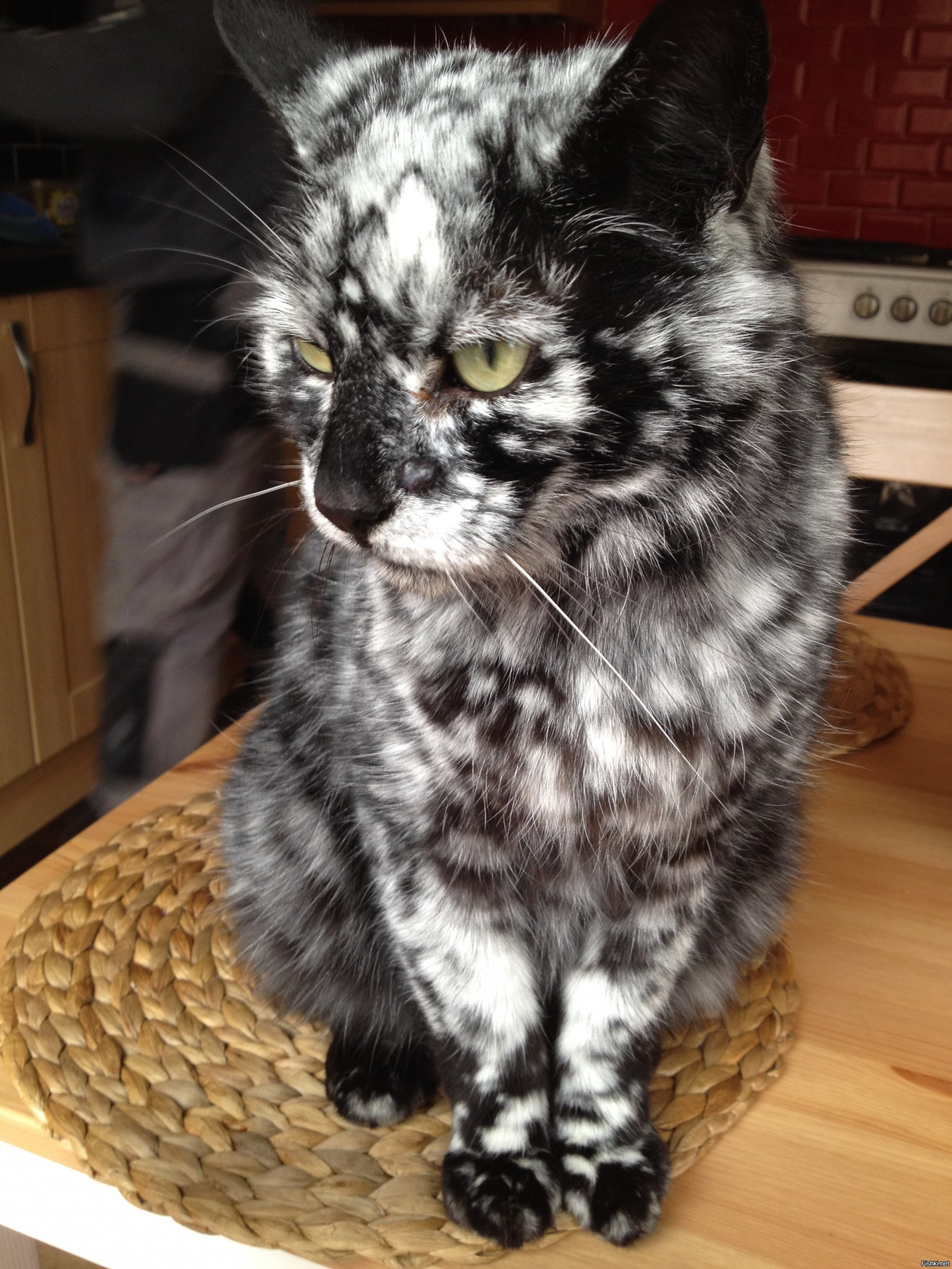 Серая кошка с черными пятнами. Кот Скрэппи мраморный. Сибирская кошка черепаховый мраморный. Необычные расцветки кошек. Кошки с необычными пятнами.