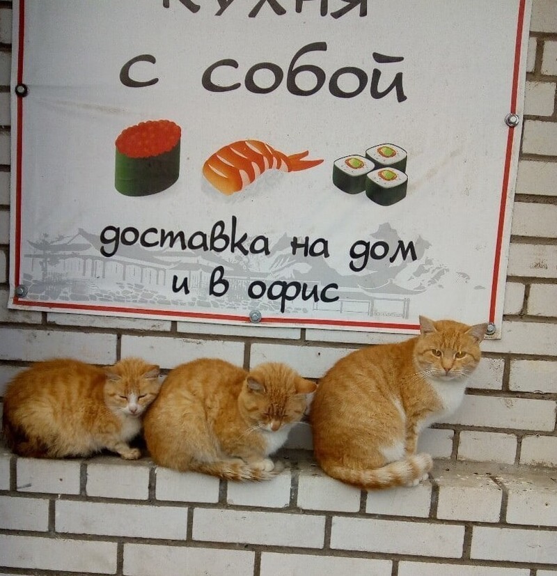 Красивые котики с разных уголков России!