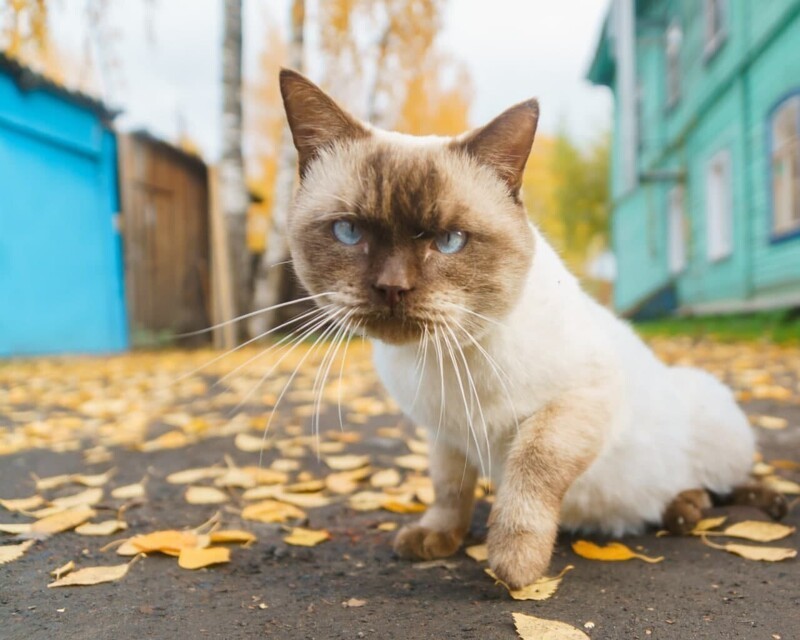 Красивые котики с разных уголков России!