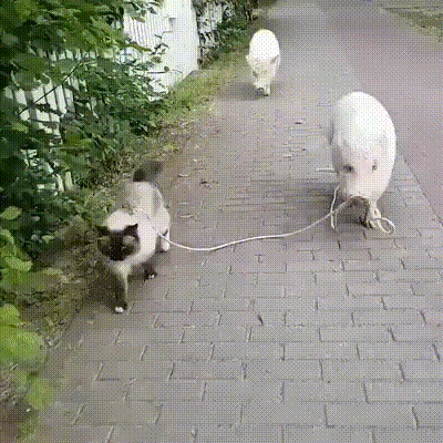 Кто кого выгуливает?