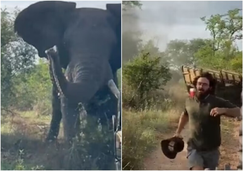 В ЮАР слон напал на джип со студентами