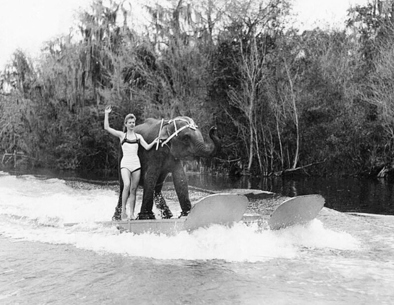 Куини - слониха, которая стала звездой водных лыж в 50-х