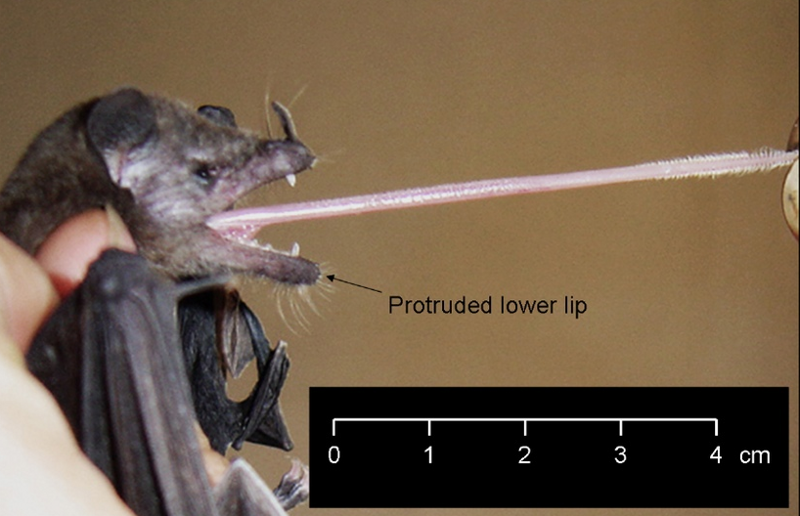 Трубкогубая летучая мышь: Язык в 1,5 раза длиннее тела! Чтобы не болтался на ветру, его пришлось спрятать в груди