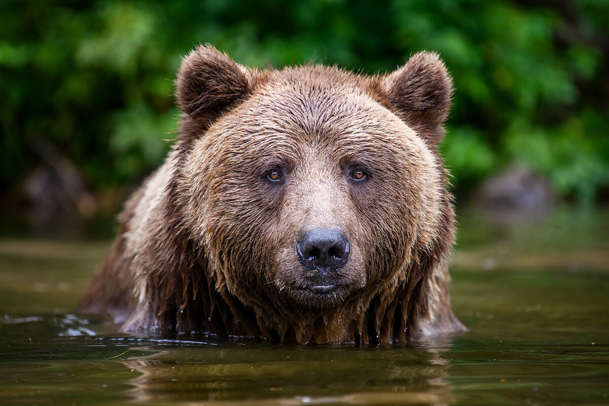Бурый медведь в воде. Бурый медведь в Якутии интересные факты. Бурый исполин. Медвежонок в пути.