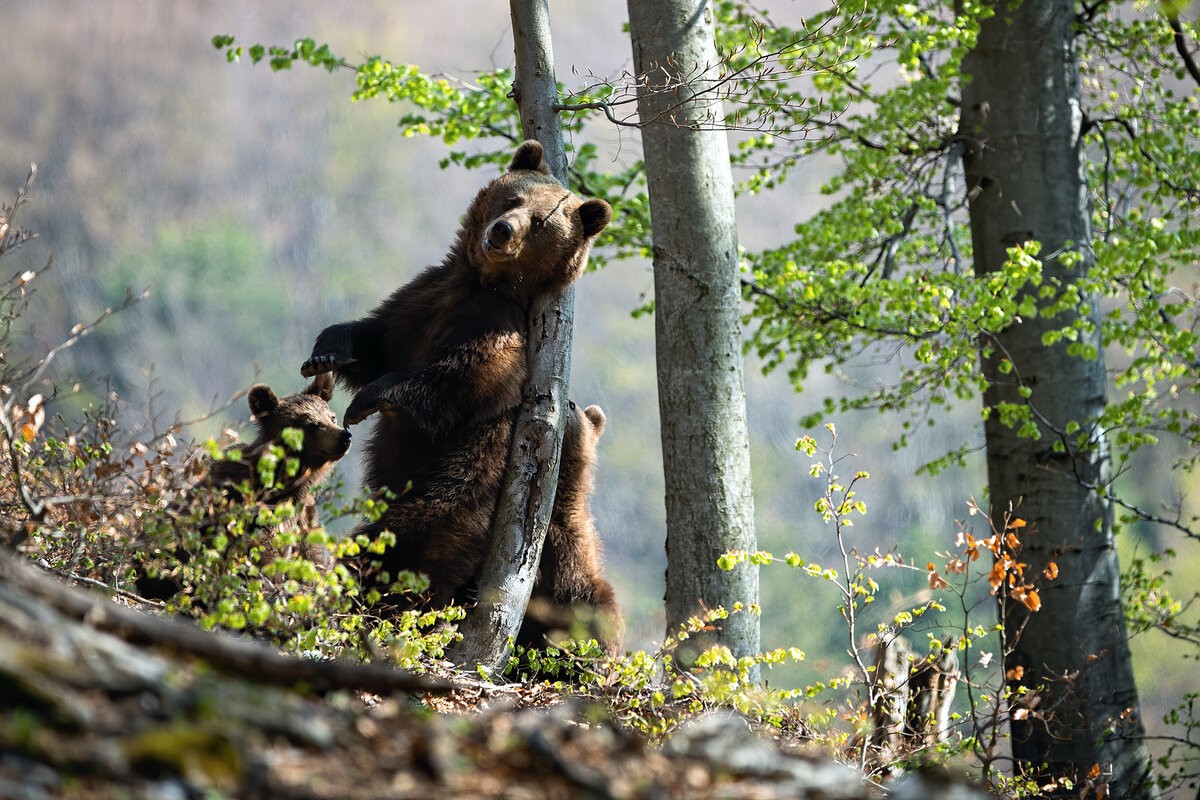 Медведи 10 часов. Медведь на дереве. Канадские медведи на дереве. Медведь за деревом. Медведь царапает дерево.