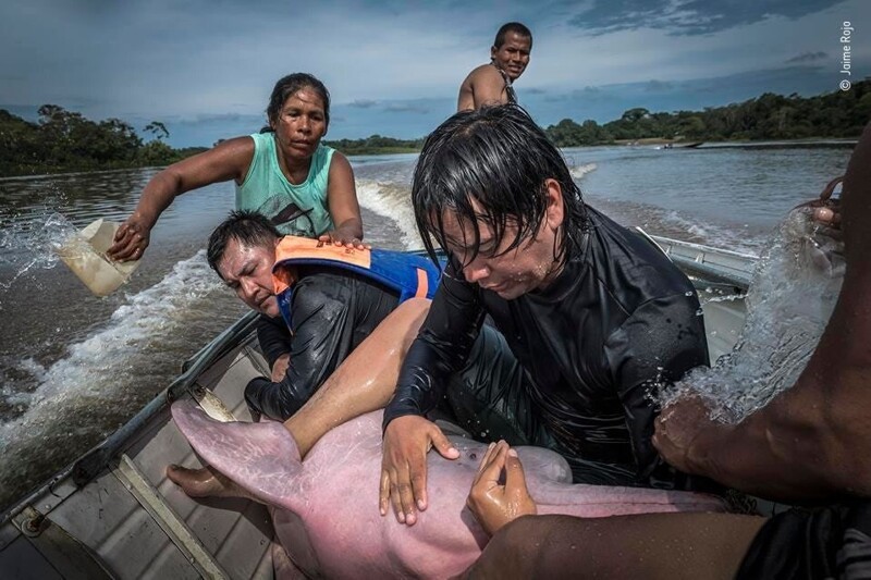 Спасение дельфина. Фотограф Jaime Rojo, Испания