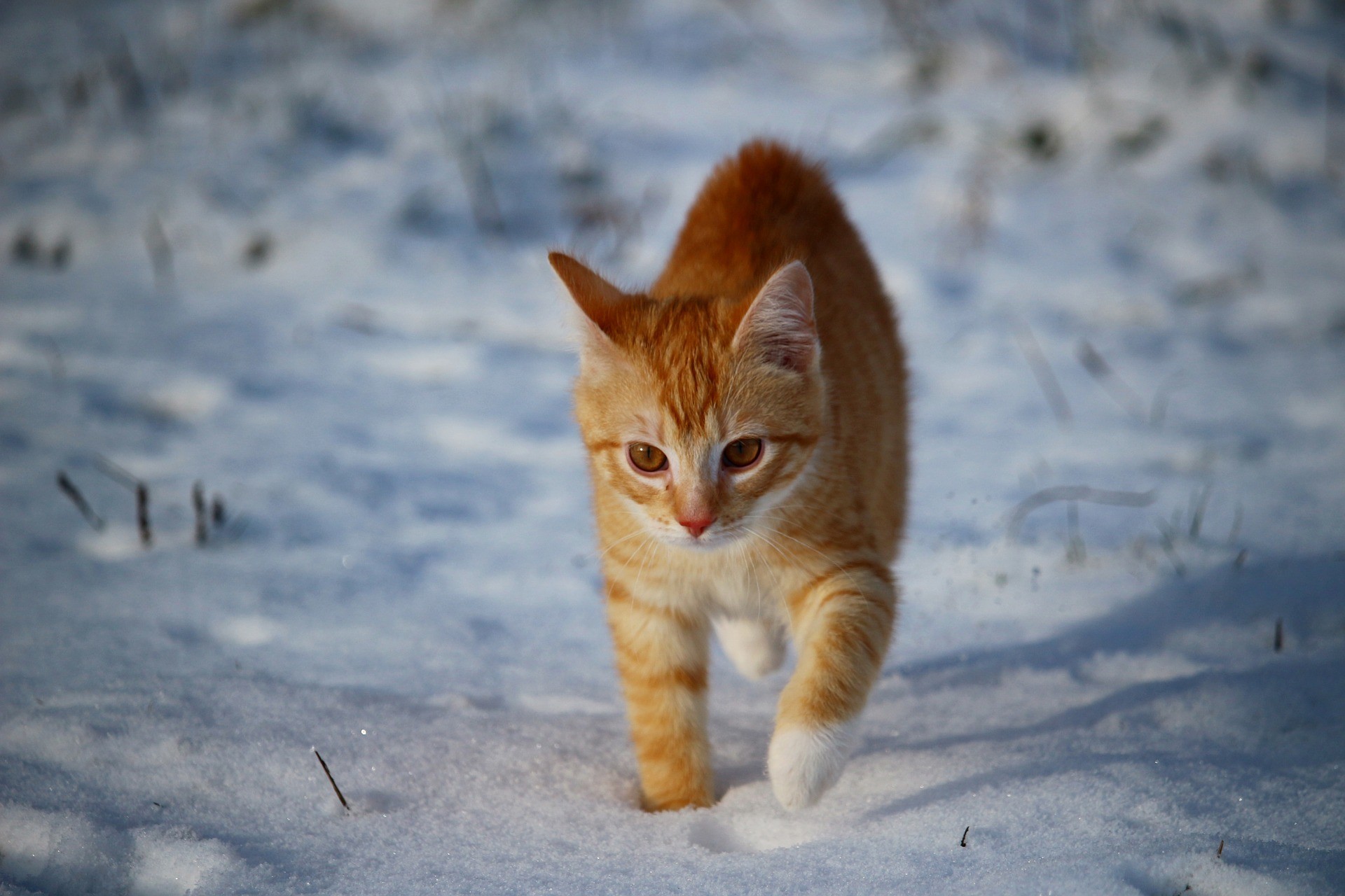 Рыжий котенок в снегу