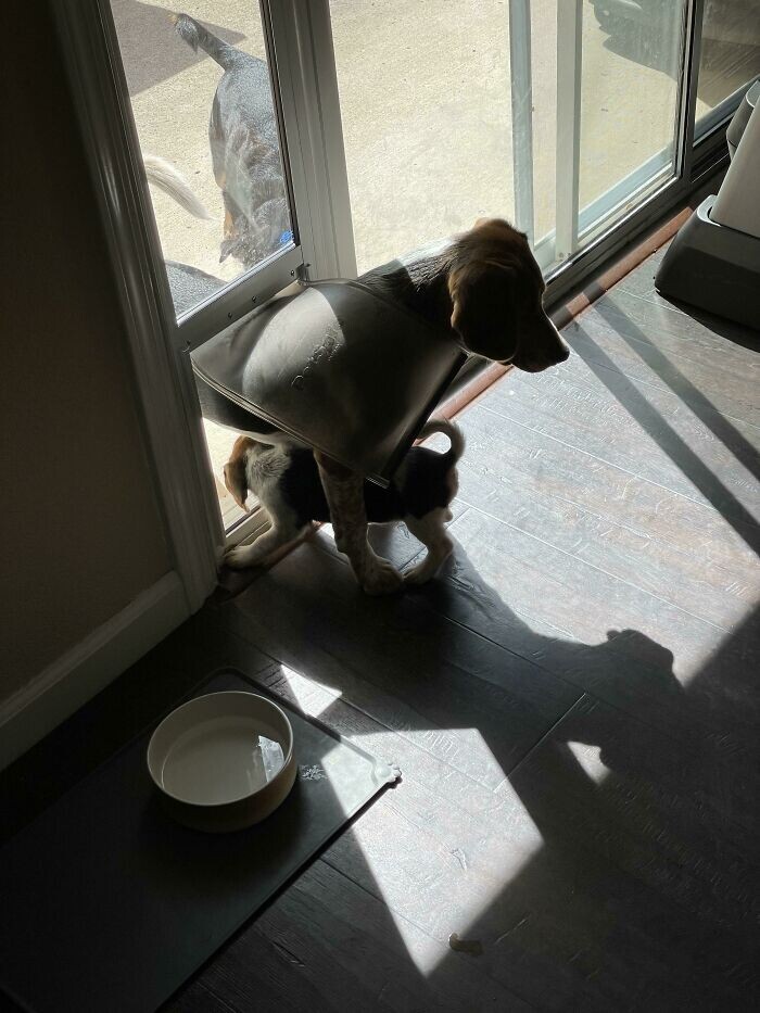 "Брат учит маленькую сестренку пролезать через собачью дверь. Он просто встал в проходе, чтобы показать ей, как это делать"
