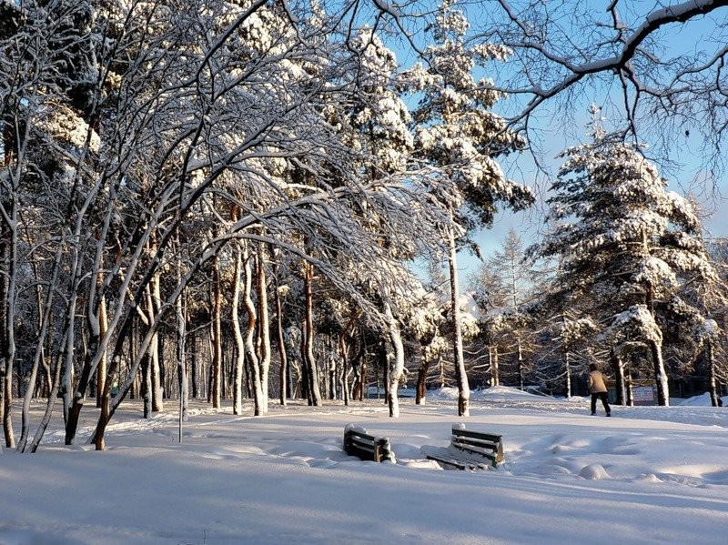 Парк сосновка в санкт петербурге зимой
