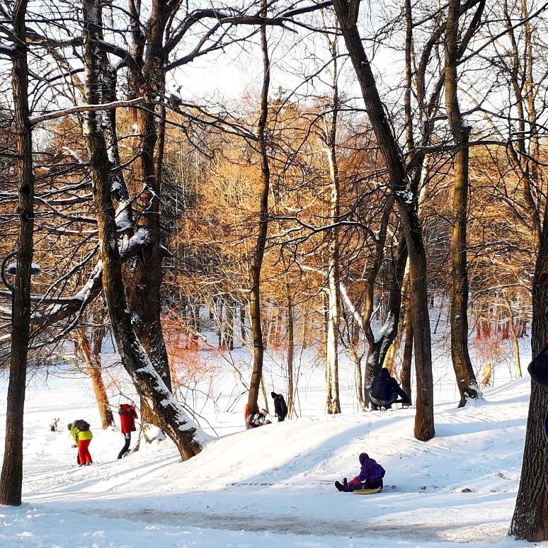 Парк сосновка в санкт петербурге зимой