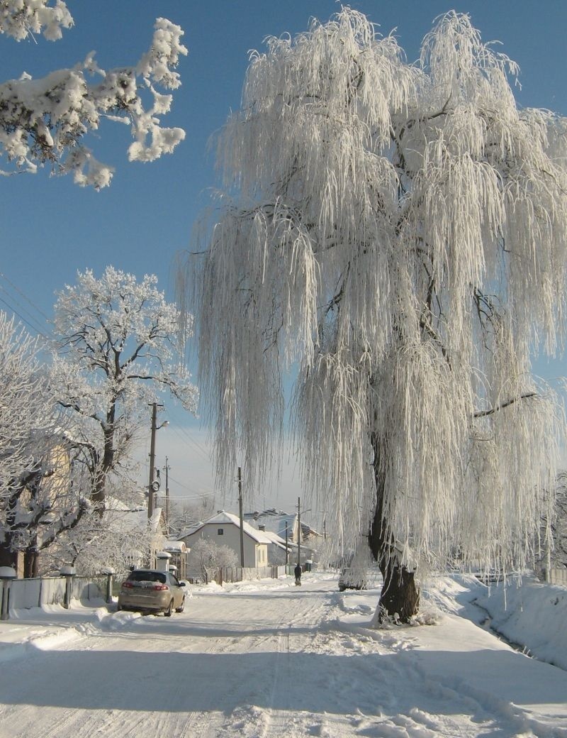 Зима красивые деревья. Иней на деревьях. Зимнее дерево. Деревья в снегу. Снежные деревья в городе.