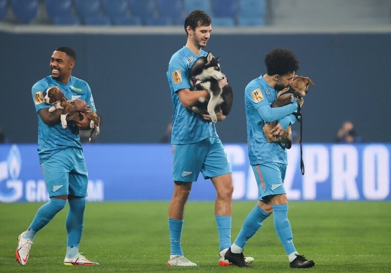 Футболисты "Зенита" вышли на поле с щенками - и собрали миллионы просмотров