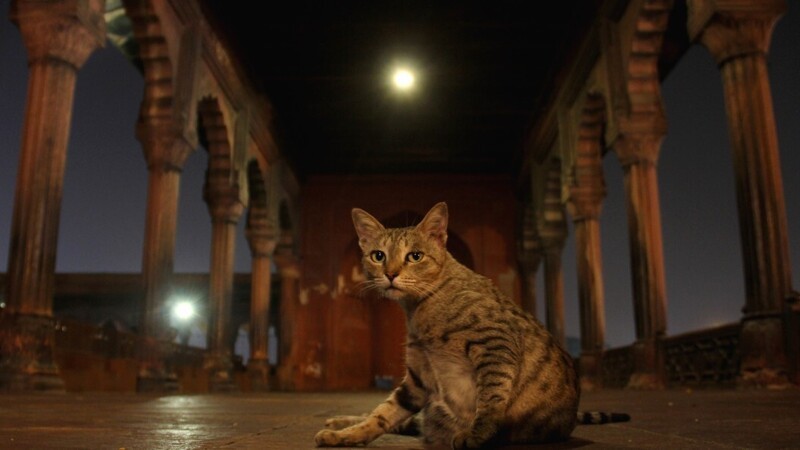 Почему вездесущих кошек практически нет в Индии