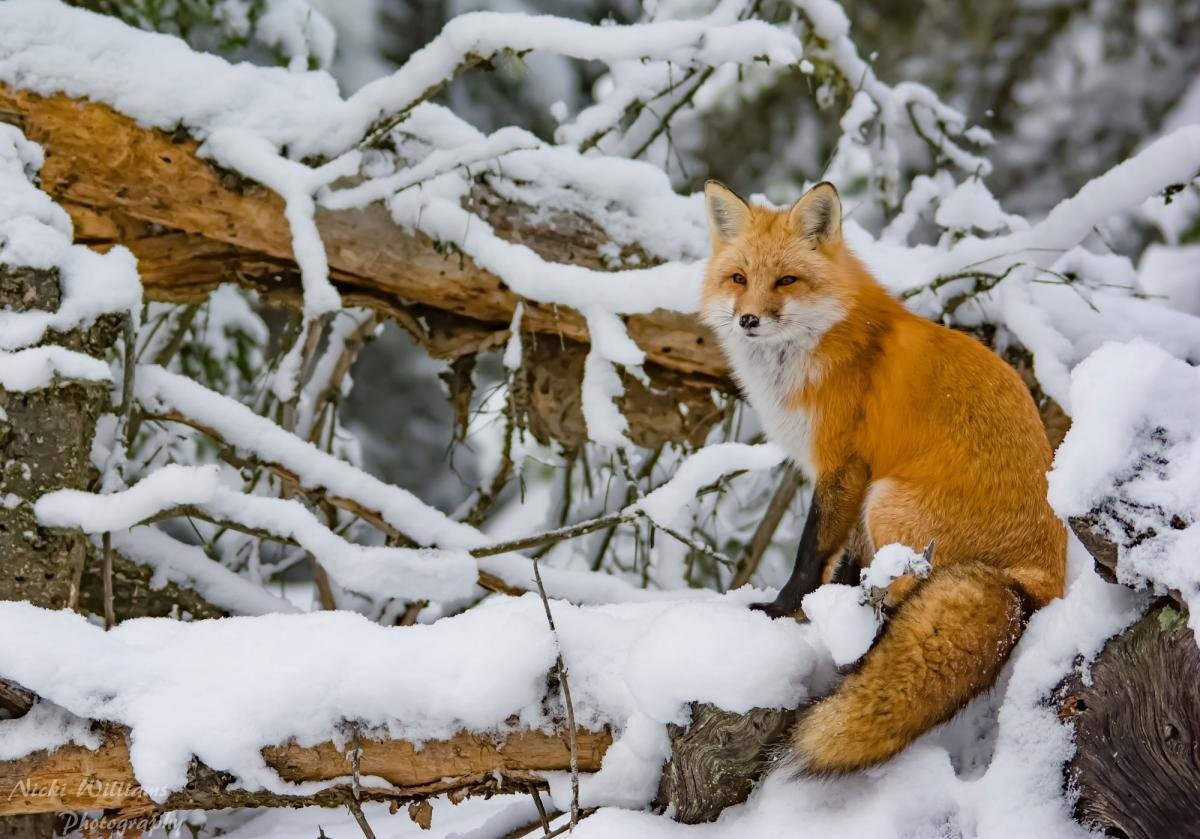 Животные зимой фото