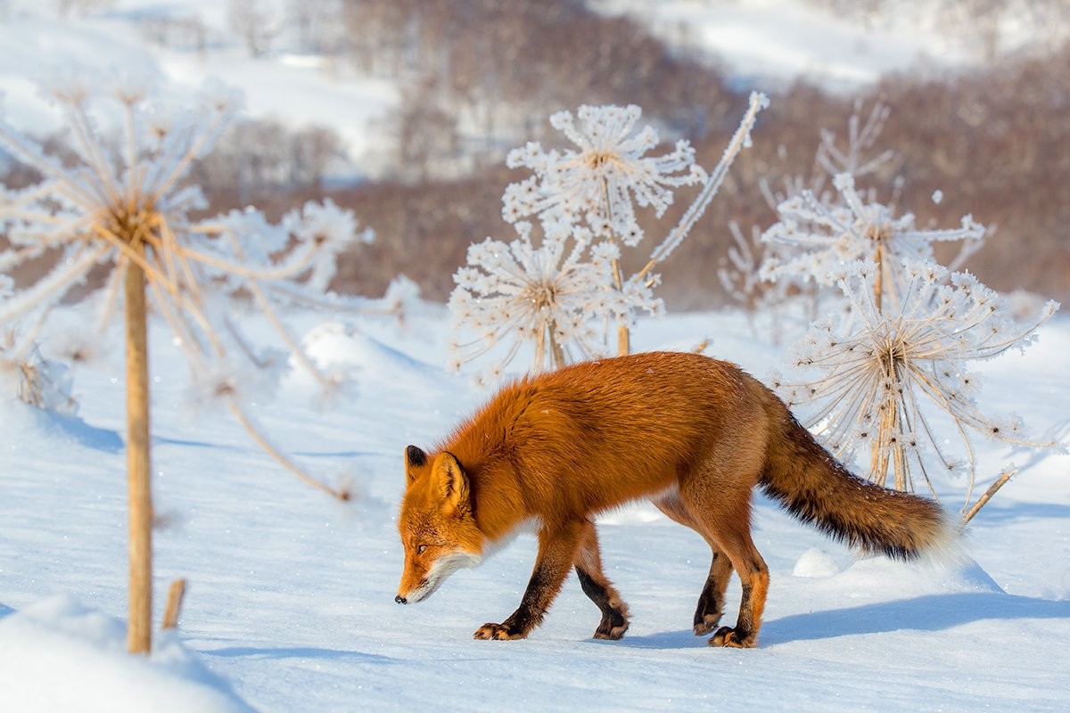 Лисицы зимой фото