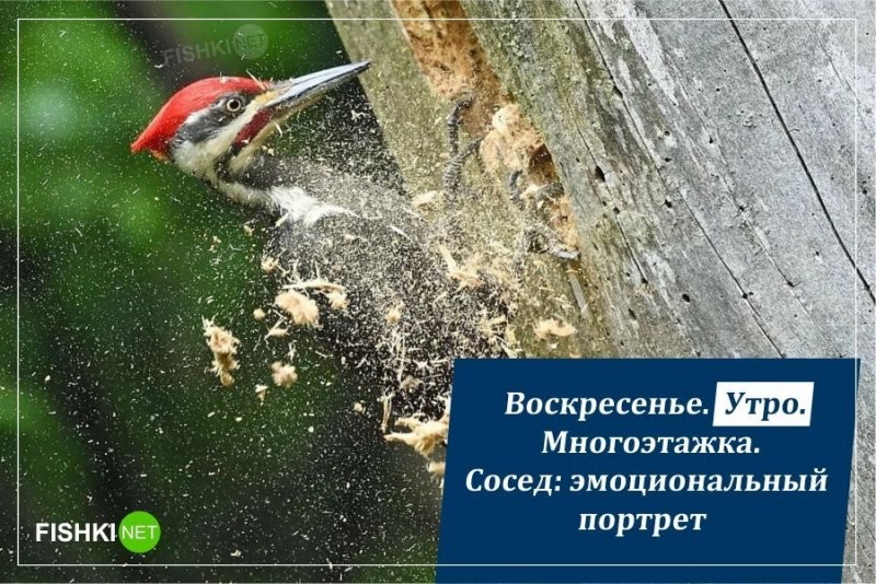 Классика выходного дня