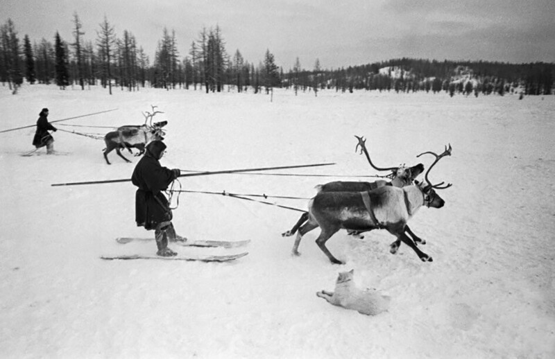 Оленьи бега в Тюменской области, фото Анатолия Полякова. 1969 год