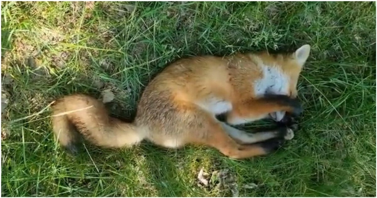寝てる狐  