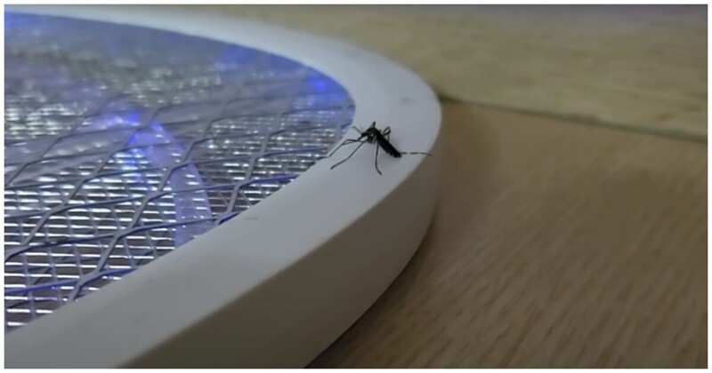 Непростой выбор комара