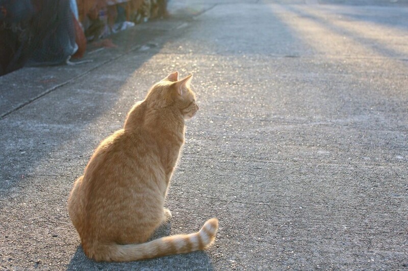 В Австралии кошкам запретили находиться на улице