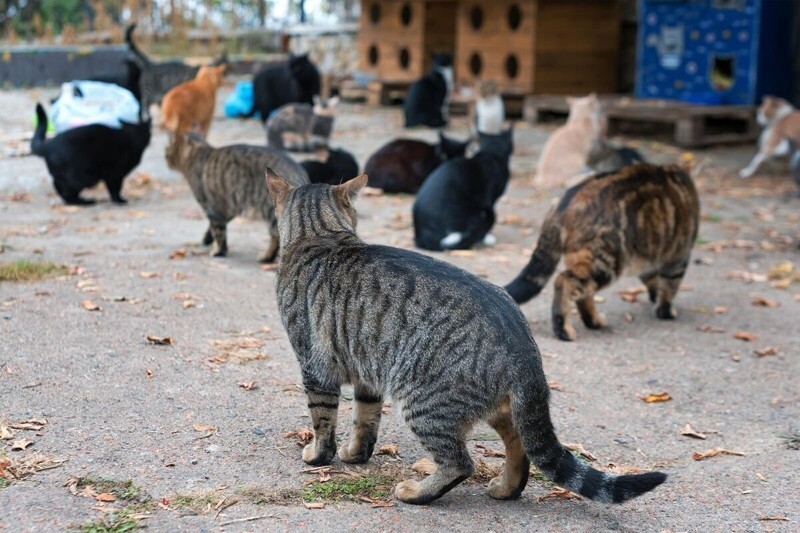 В Австралии кошкам запретили находиться на улице