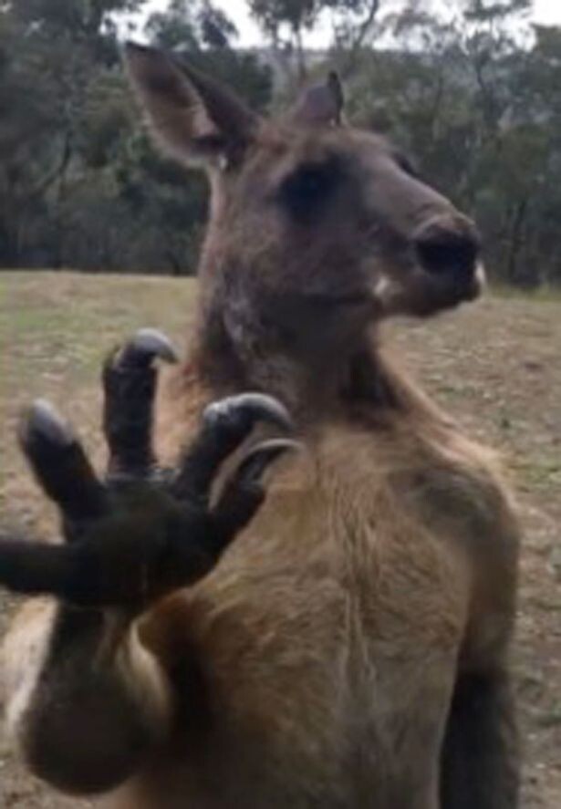 Я теперь понимаю, почему в Австралии боятся кенгуру
