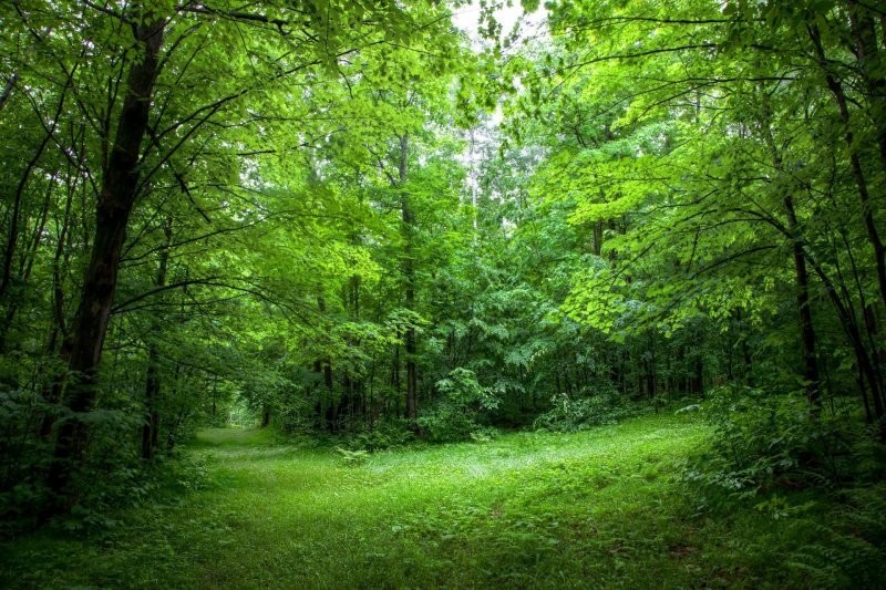 Япония выкупила у России 4 млн гектаров леса