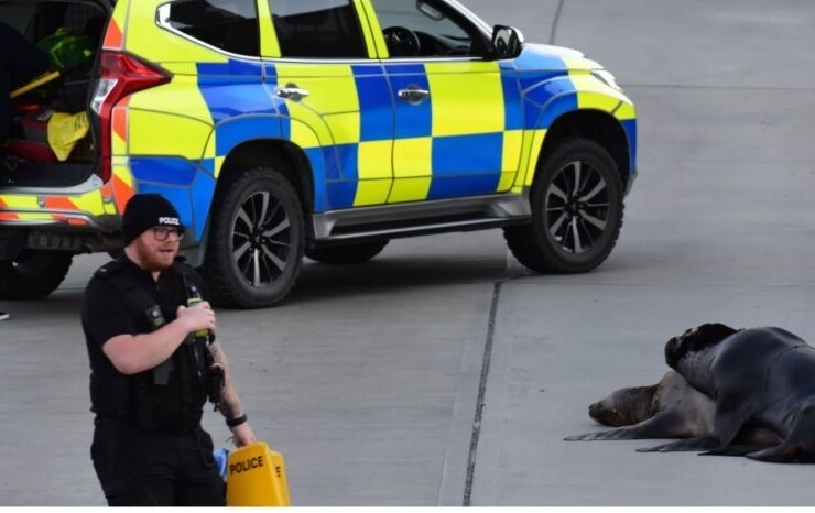 Полиция перекрыла улицу, чтобы водители не наехали на спаривающихся морских львов