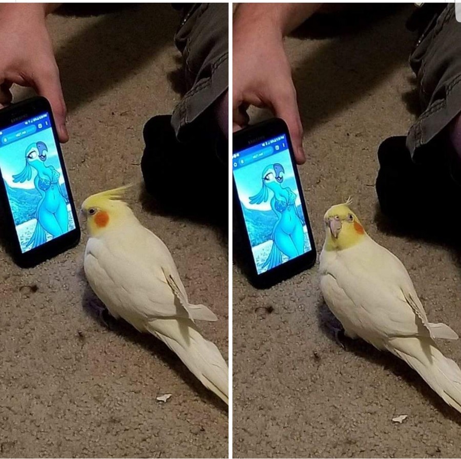 Попугай с телефоном