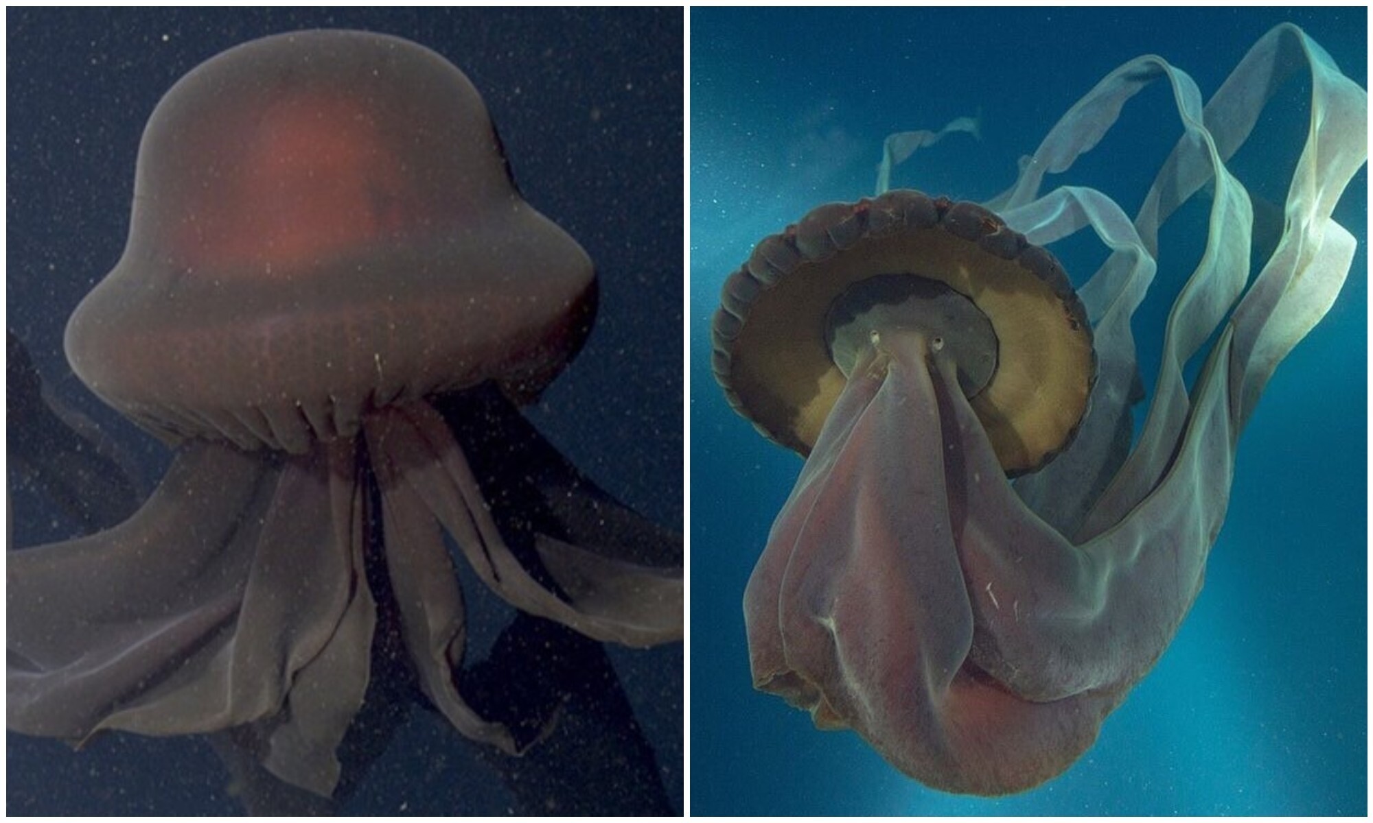 Гигантская медуза Stygiomedusa gigantea