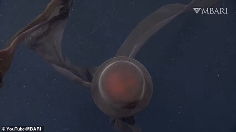 Ученым удалось заснять "призрачную" глубоководную медузу
