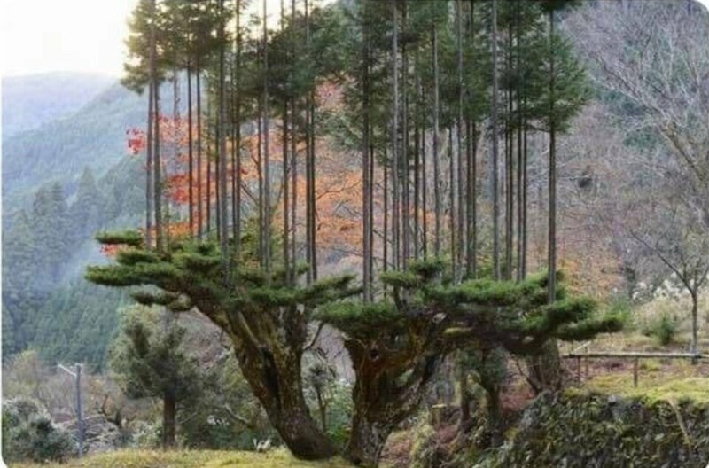 Дайсуги - это древний японский метод выращивания деревьев, который позволяет производить пиломатериалы без вырубки целых стволов