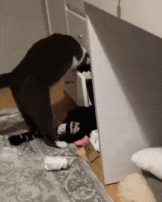 Кошачьи гифки