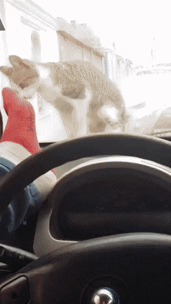 Кошачьи гифки