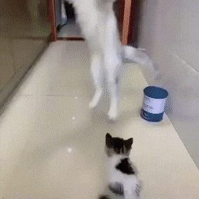 Кошачьи гифки