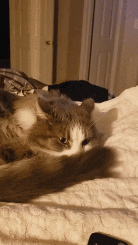 Кошачьи гифки