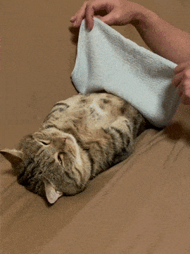 Кошачьи гифки