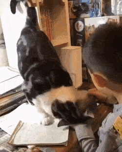 Кошачьи гифки