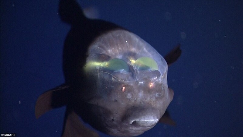Видео дня: рыба-бочкоглаз с прозрачным лбом, похожая на инопланетное существо