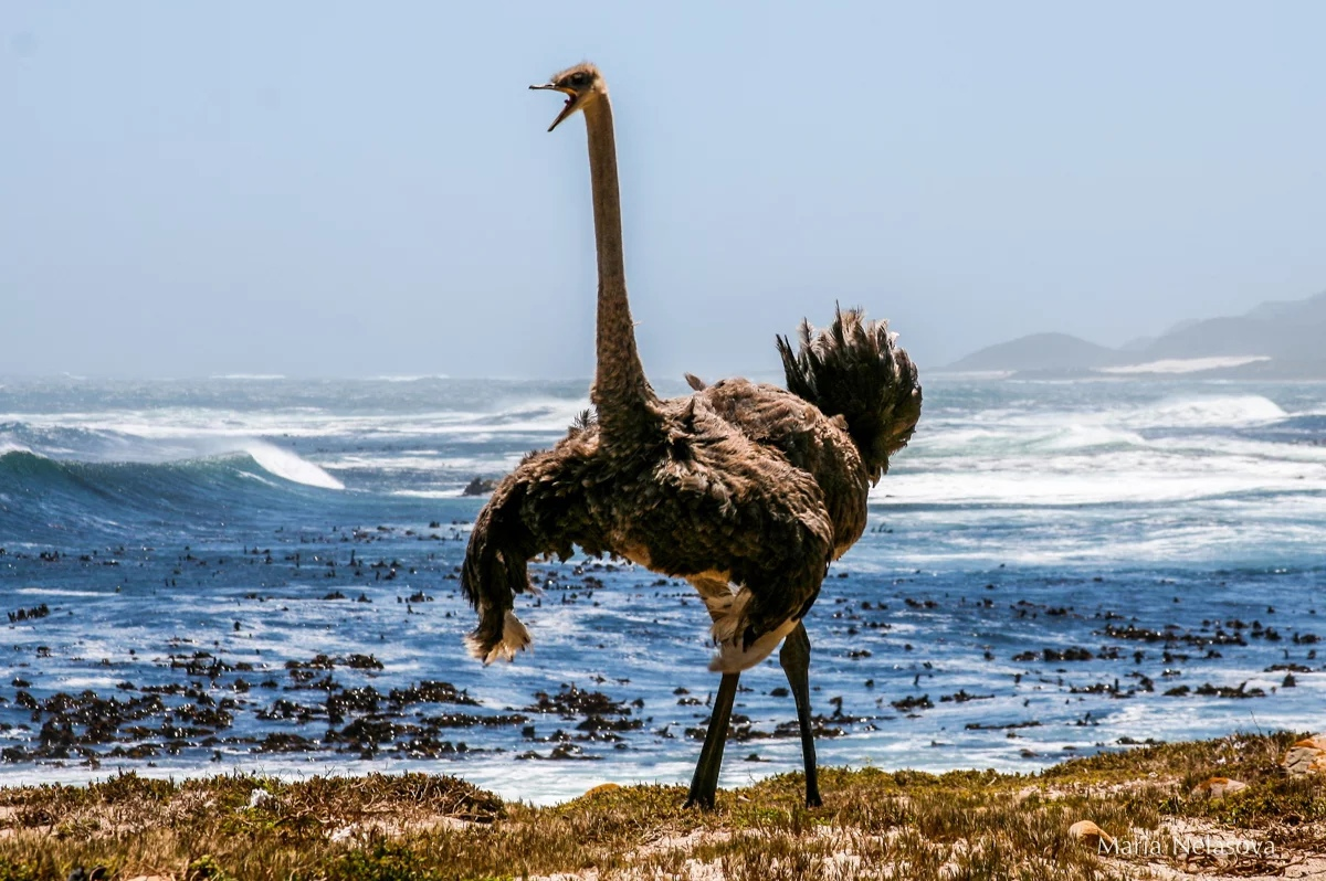 Самая большая птица на земле. Африканский страус. Эрдёша-страус. Страус красивый. ЮАР Страусы.