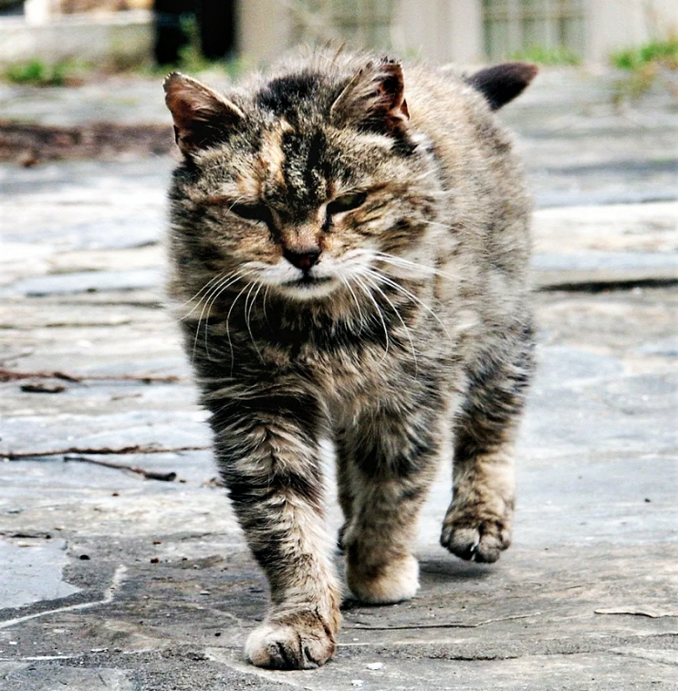Матерый. Дворовый кот. Уличные коты. Матерый кот. Суровые уличные коты