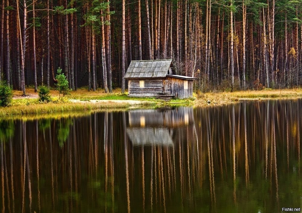 Дом у болота. Боровецкий лес дом отшельника. Изба на болоте Карелия. Избушка у таежной реки. Лесная избушка на Лесном озере.