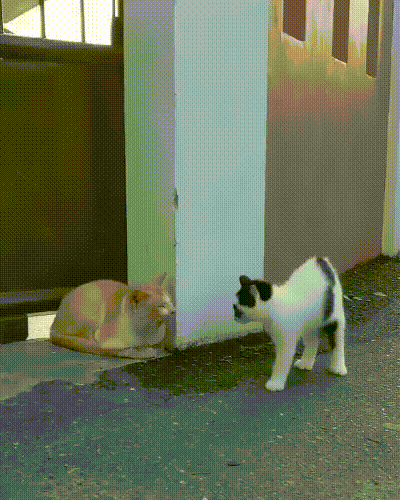 Учуял вражеский запах