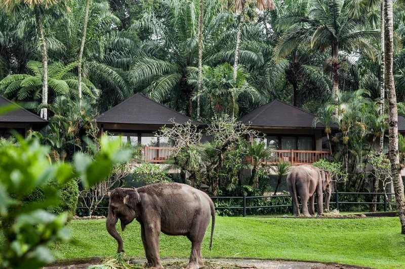 На дереве, под водой и со слонами: самые необычные отели мира
