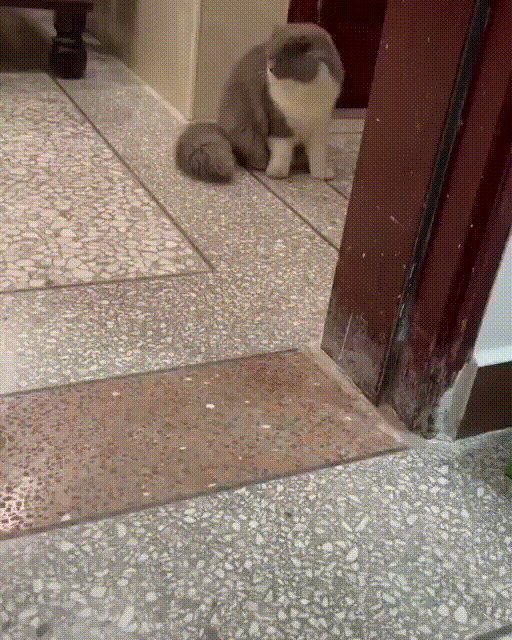 Напугали кошку мышкой Напугали кошку мышкой