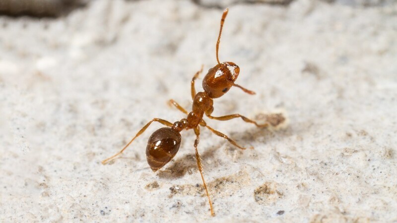 "Если вы видите, что муравьи покидают муравейник, обратите на это внимание. Они могут предчувствовать, например, землетрясение"