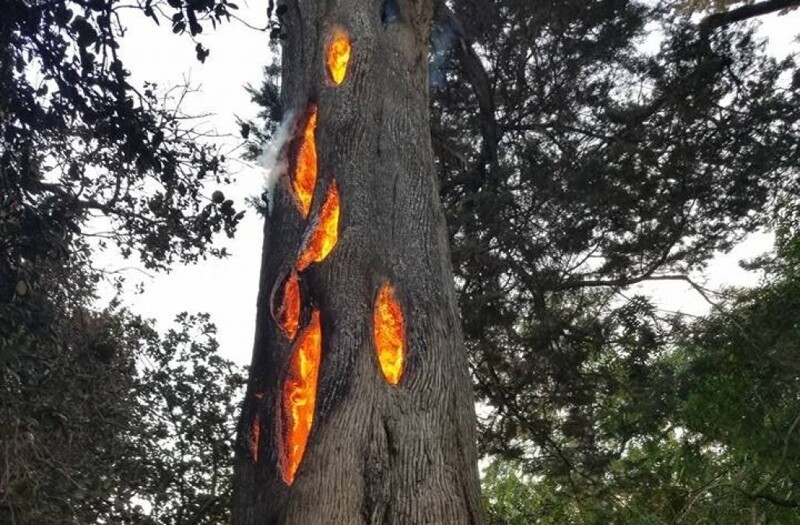 "Некоторые деревья после удара молнии или во время лесных пожаров могут гореть изнутри. Это может продолжаться несколько дней. Будьте осторожны, если встретите такое"